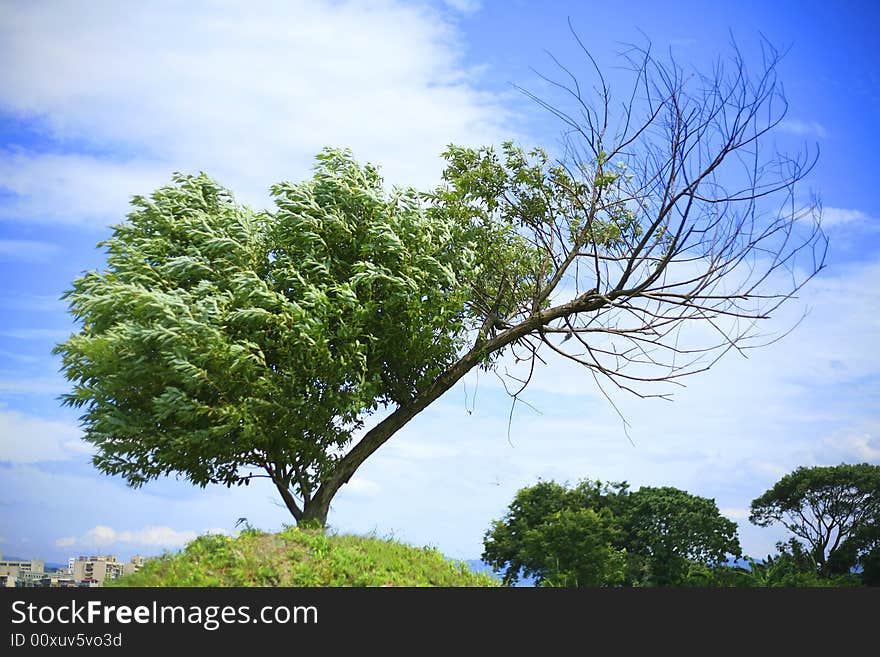 A tree and blue sky