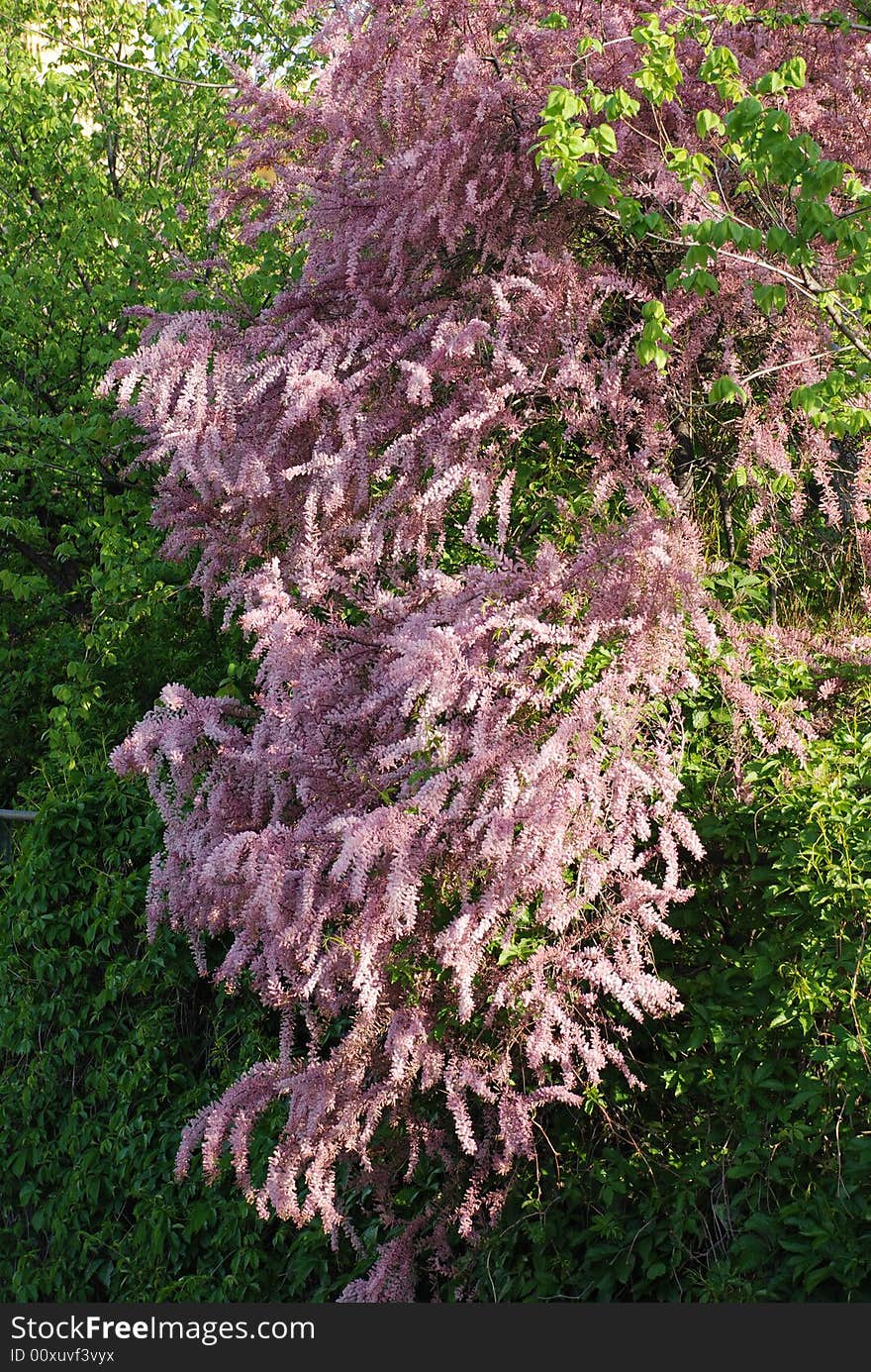 Bush in bloom