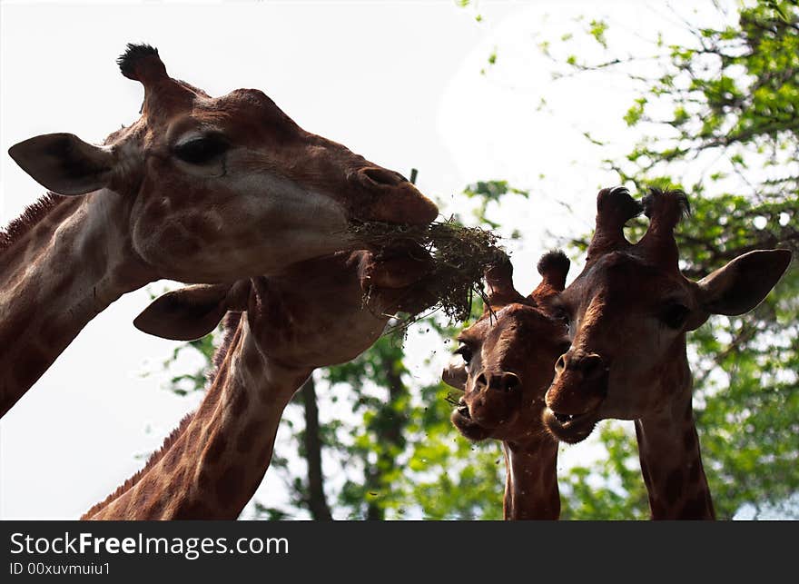 Four giraffes eat a grass. Four giraffes eat a grass.