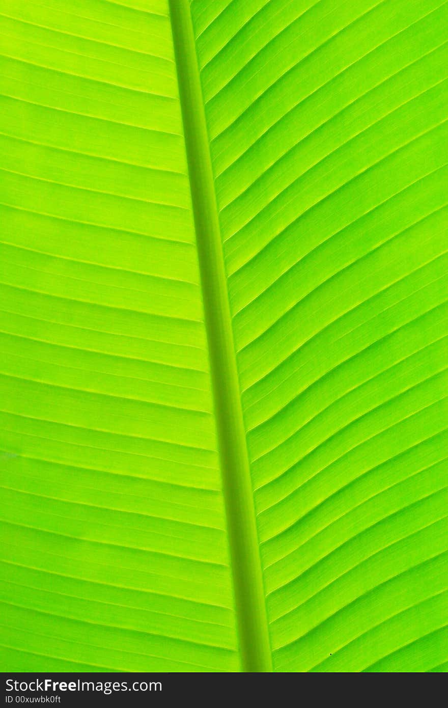 The beautiful leaf of the plant in a garden. The beautiful leaf of the plant in a garden