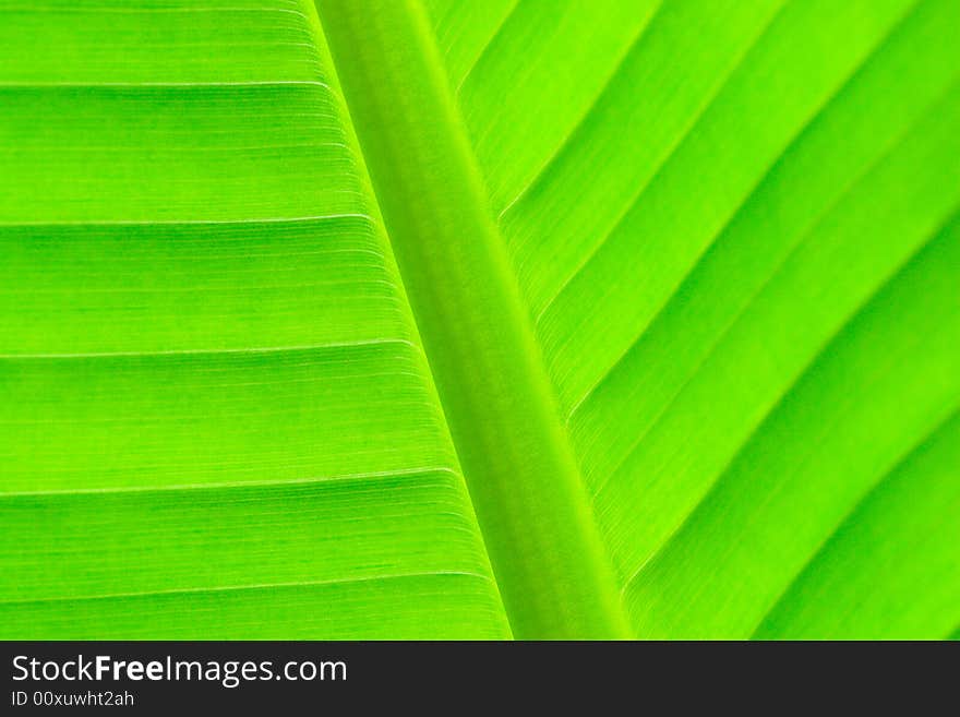 The beautiful leaf of the plant in a garden. The beautiful leaf of the plant in a garden