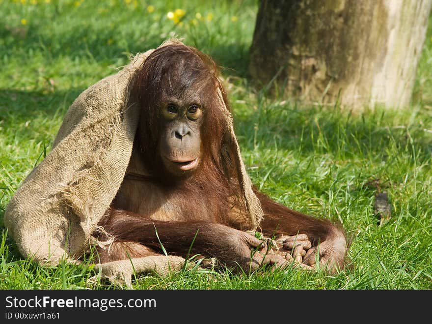 Cute baby orangutan playing on the grass