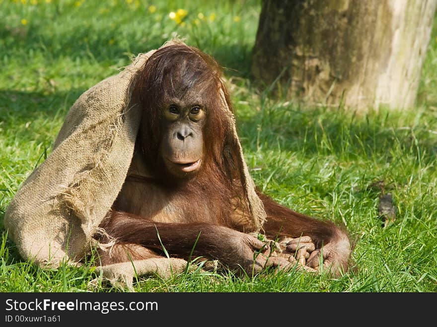 Baby orangutan