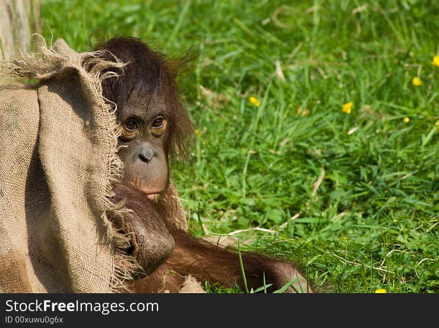 Cute baby orangutan playing on the grass