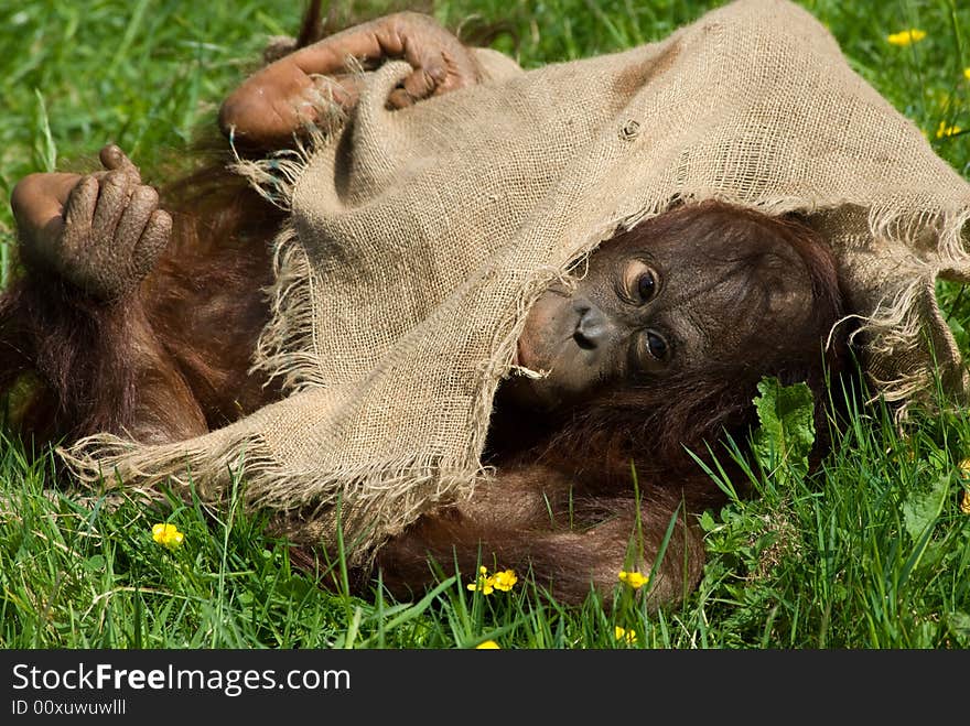 Cute baby orangutan playing on the grass