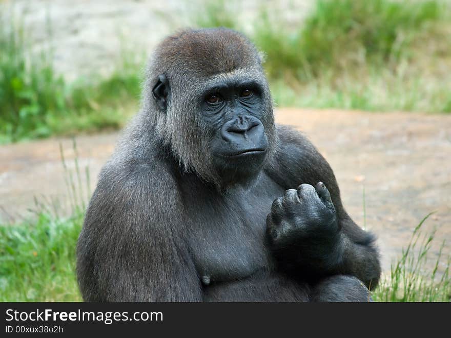 Close up of a big female gorilla