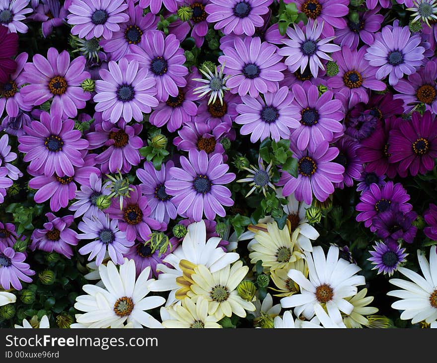 Bunch of flowers