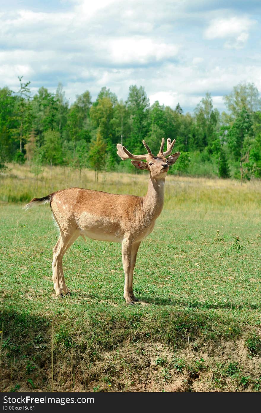 Deer standing in a meadow. Deer standing in a meadow