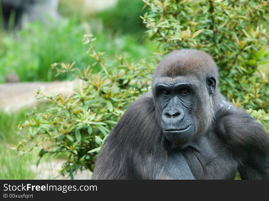 Close up of a big female gorilla