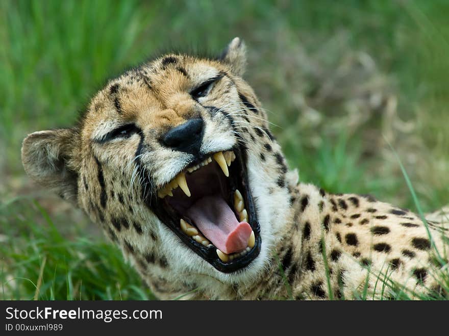 Close-up of a beautiful cheetah (Acinonyx jubatus)