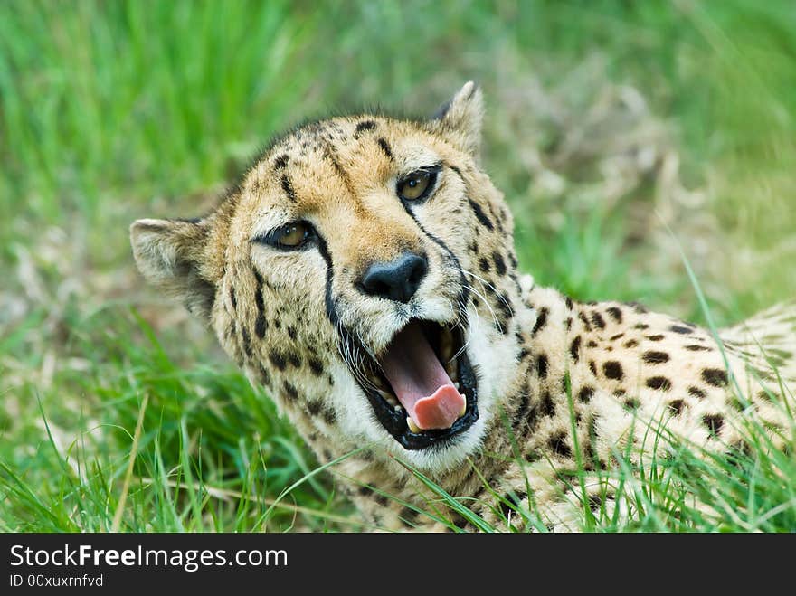 Close-up of a beautiful cheetah (Acinonyx jubatus)