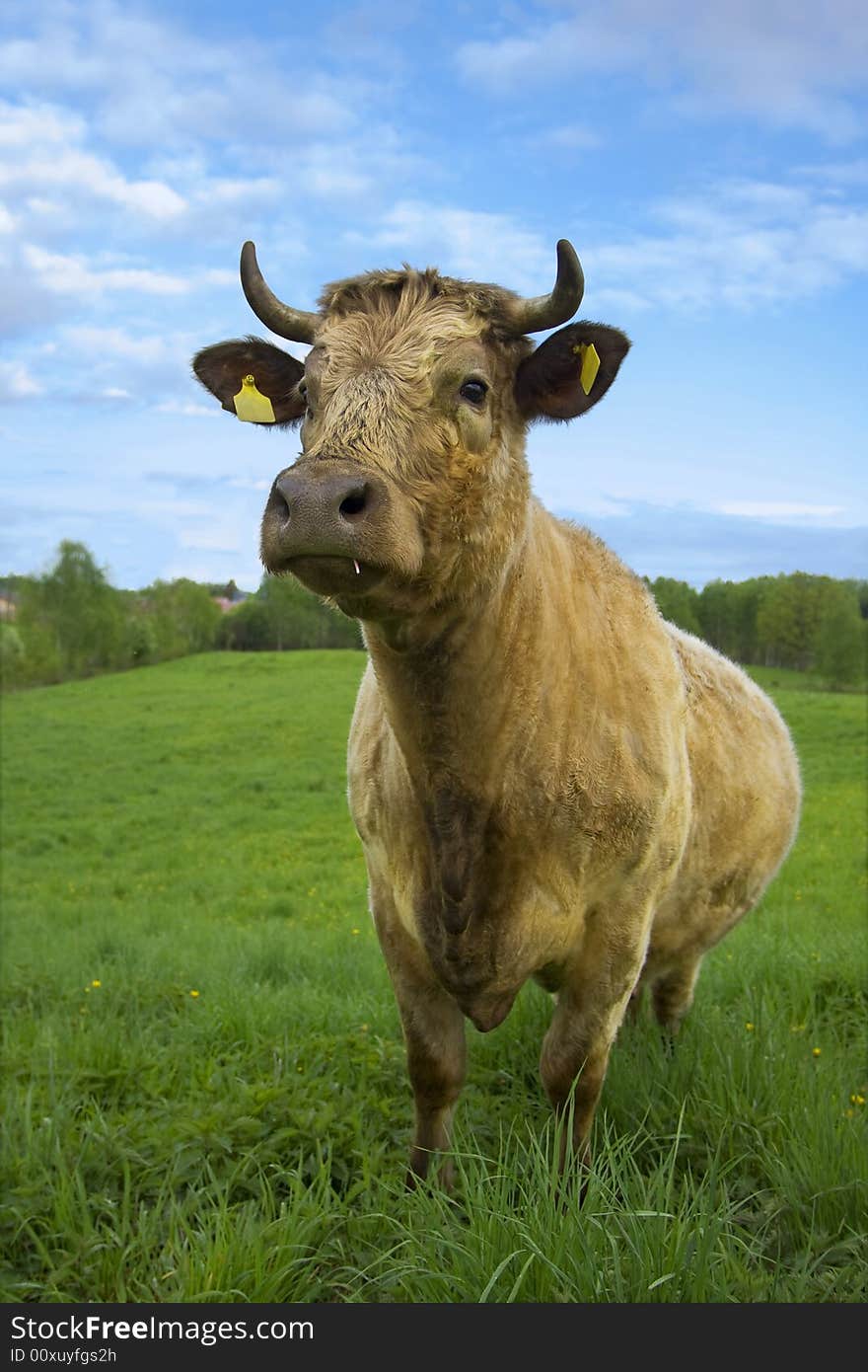 Cow on green fields