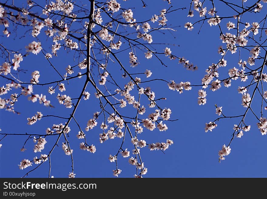 Beautiful flowers on the tree against blue sky in april