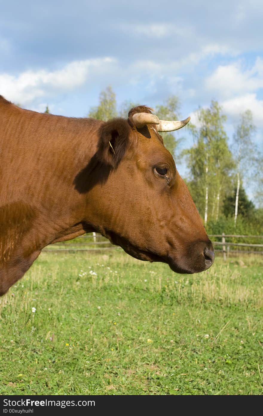 A single brown cow in a field