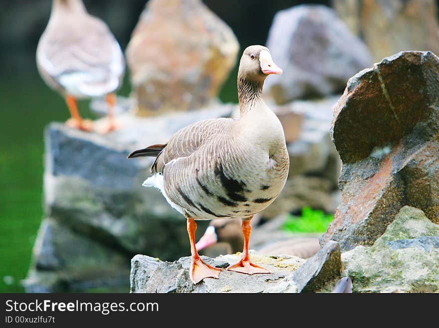 The wide goose in the zoo of china . The wide goose in the zoo of china .