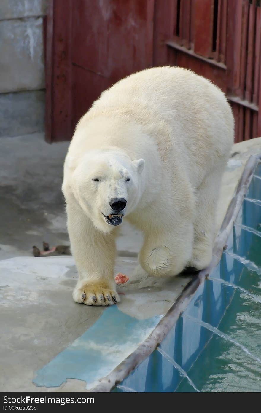 Photo of polar bear walking at his cage in the zoo