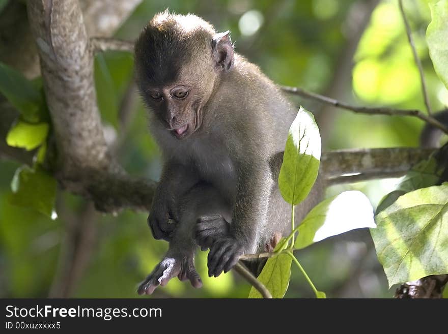 Baby monkey watching people and laughing