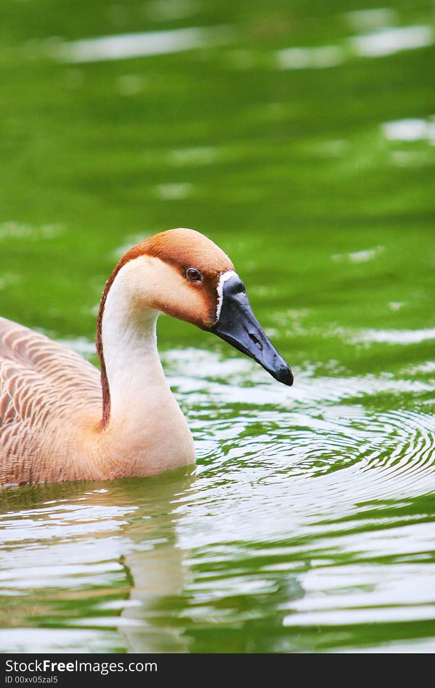 The wide goose in the zoo of china .