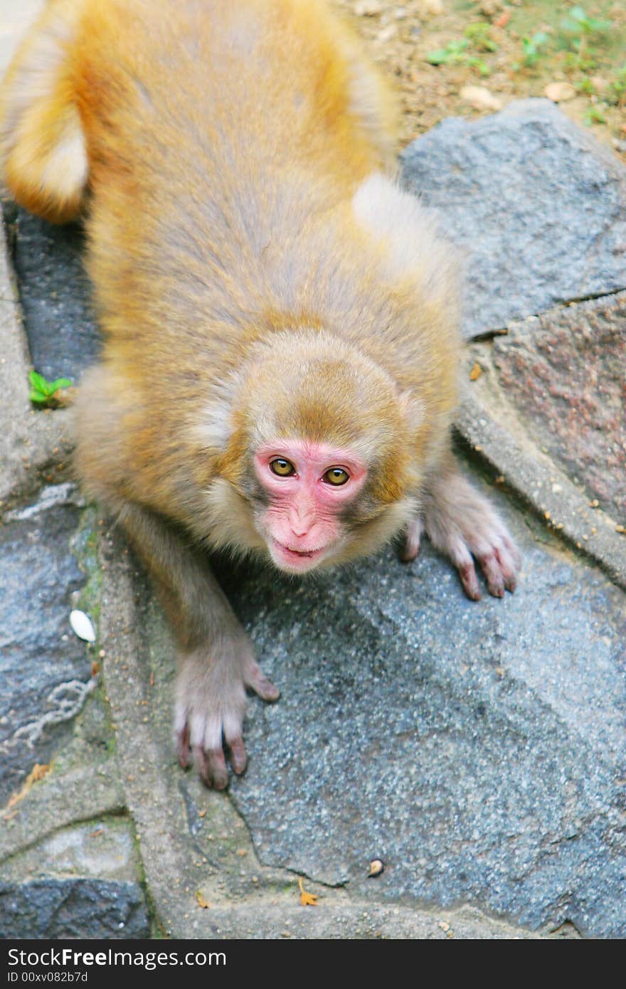 The monkey is watching you in the zoo .