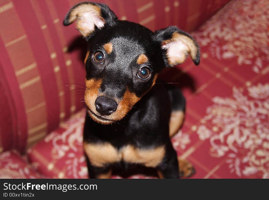 Adorable miniature dog looking towards the camera. Adorable miniature dog looking towards the camera