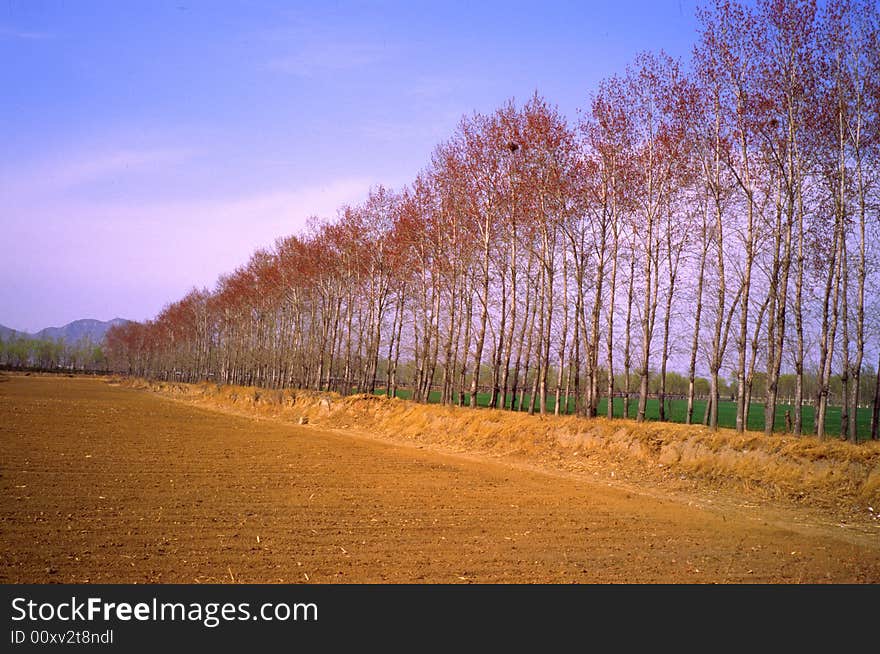 Farm and trees