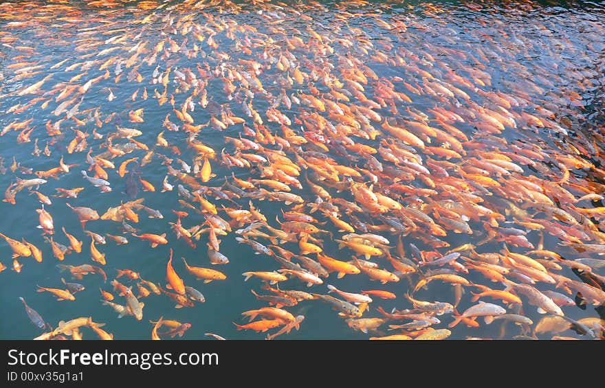 A lot of red fish in the lake