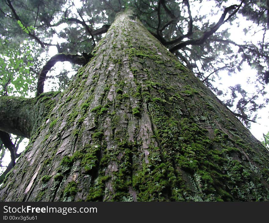 A tree is very high. A tree is very high