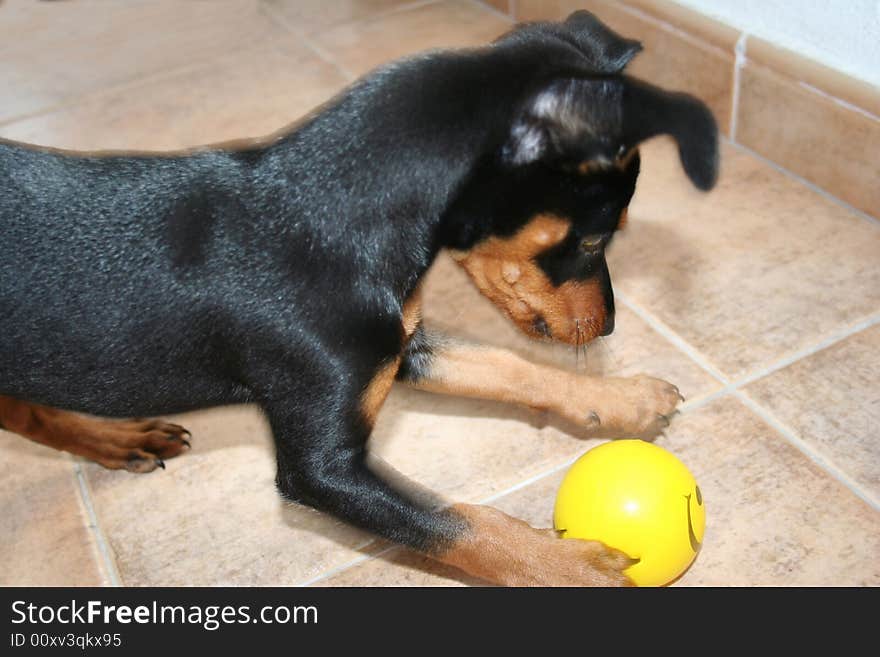 Puppy playing with a yellow rubber  ball