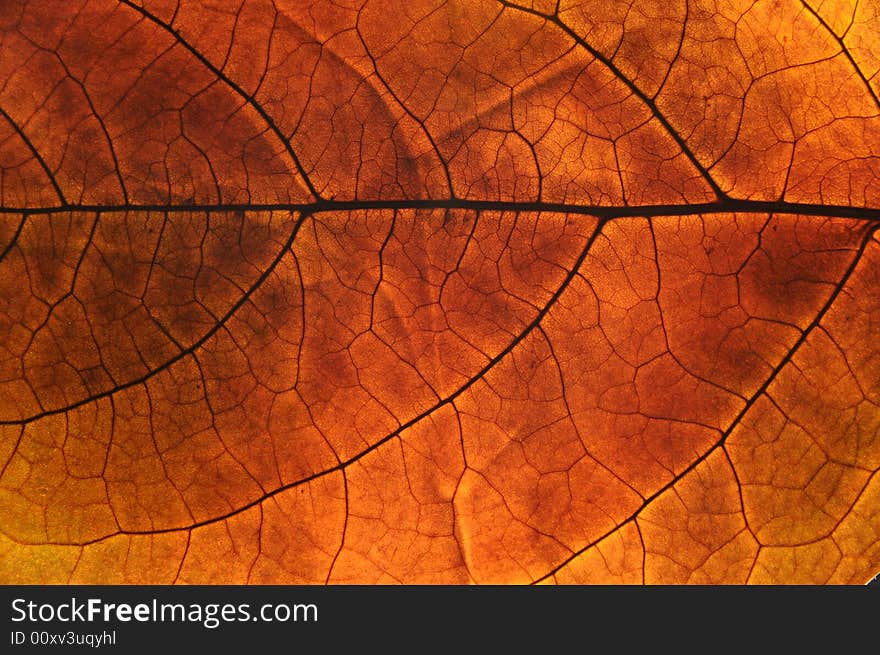 Close up photo of an autumn leaf with backlight