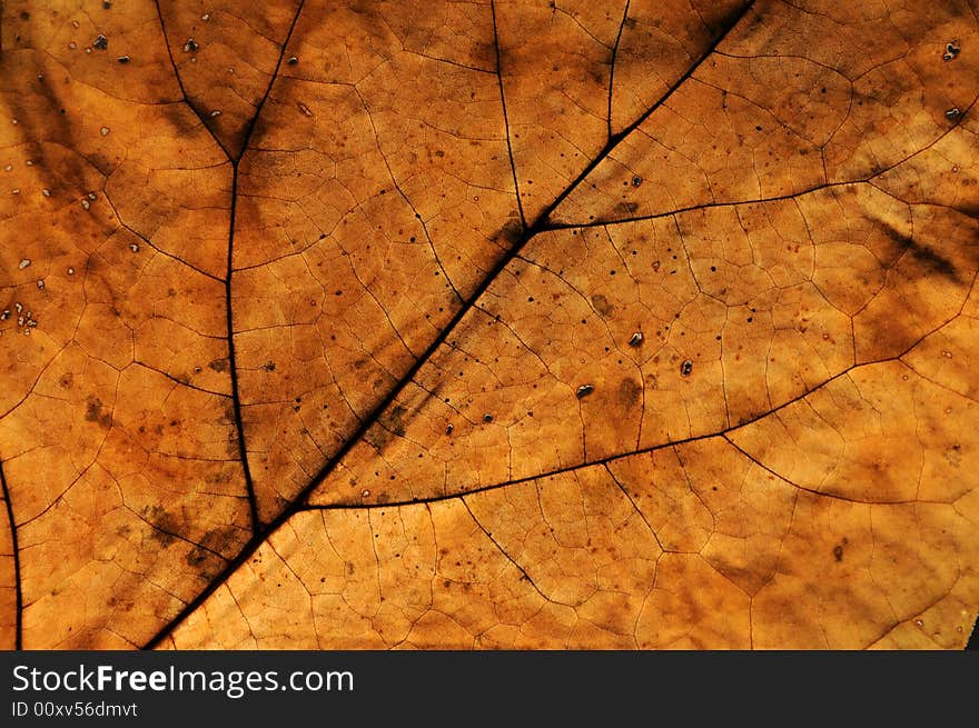 Close up photo of an autumn leaf with backlight