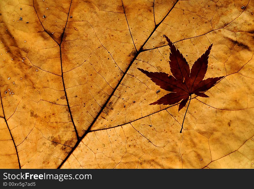 Close up photo of autumn leaves with backlight