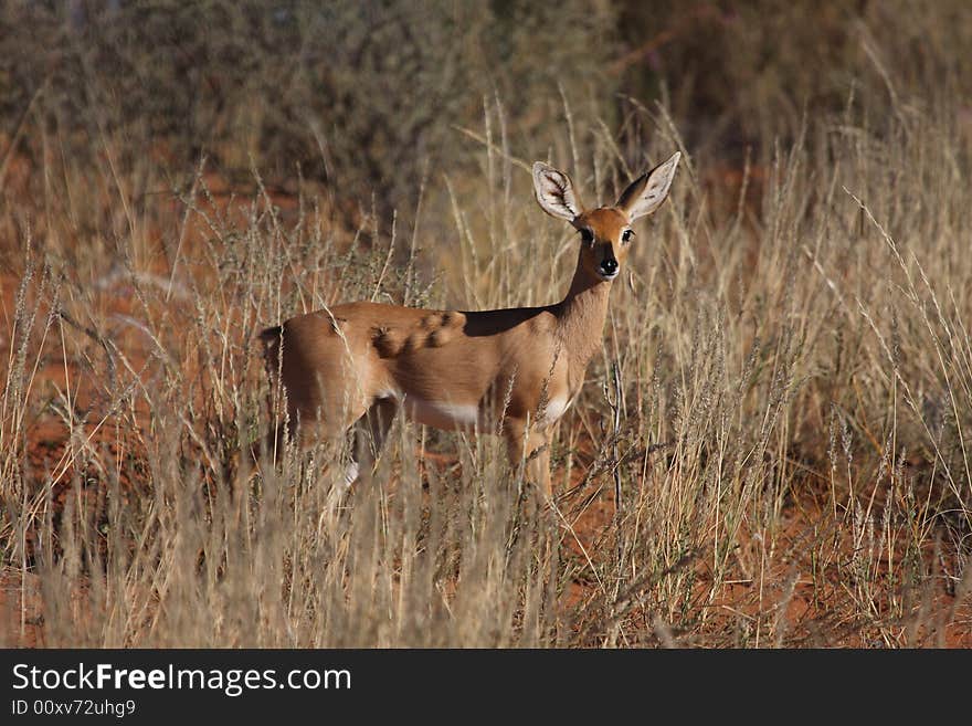 Steenbok with lumps growing on side looking like cancer. Steenbok with lumps growing on side looking like cancer