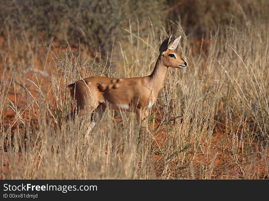 Steenbok lumps