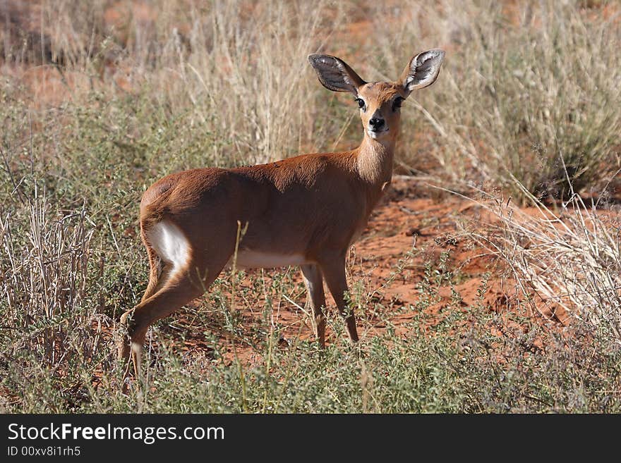 Steenbok standing frozen scared standing in short grass