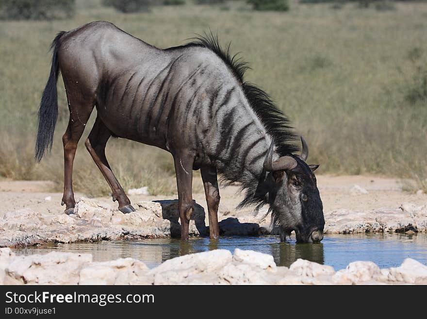 Drinking water