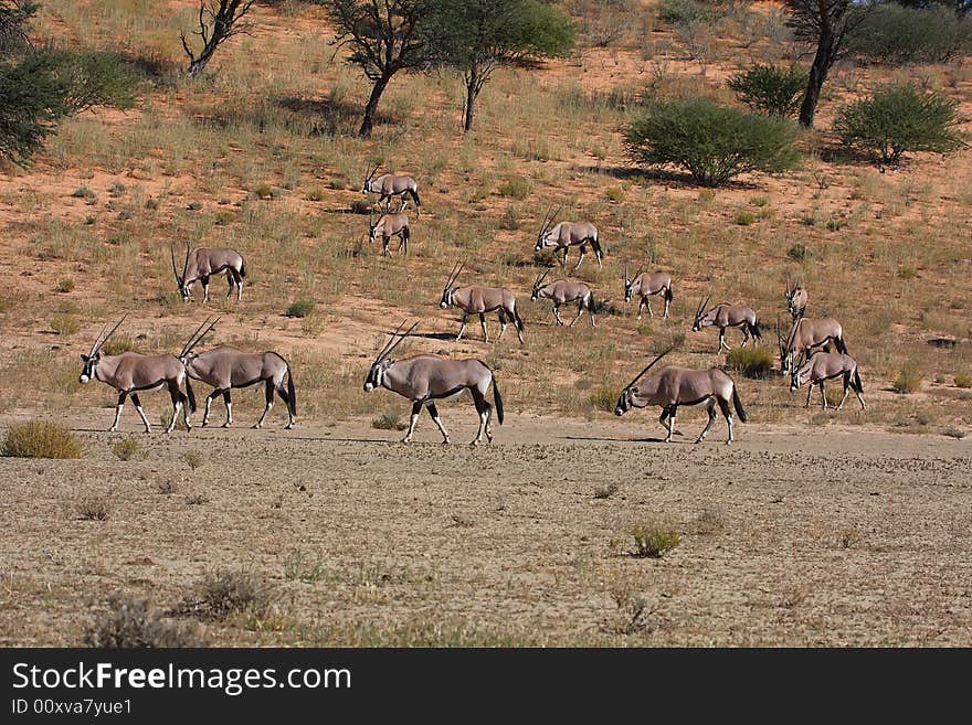 Gemsbok herd