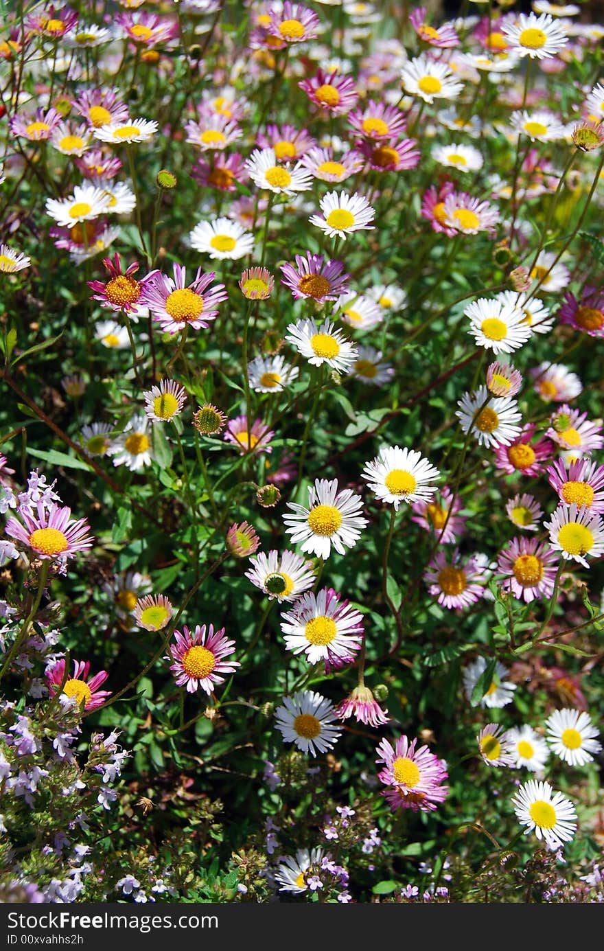 A moltitude of white and pink daisies