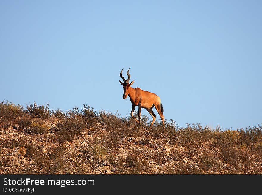 Hartebeest