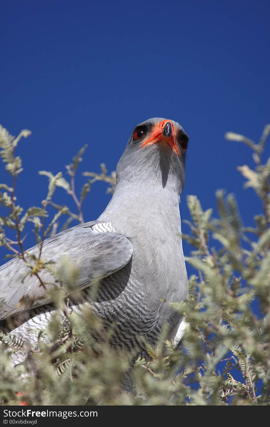 Pale chanting goshawk close-up in tree top