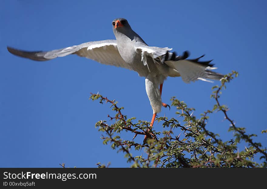 Pale chanting goshawk take-off from tree top