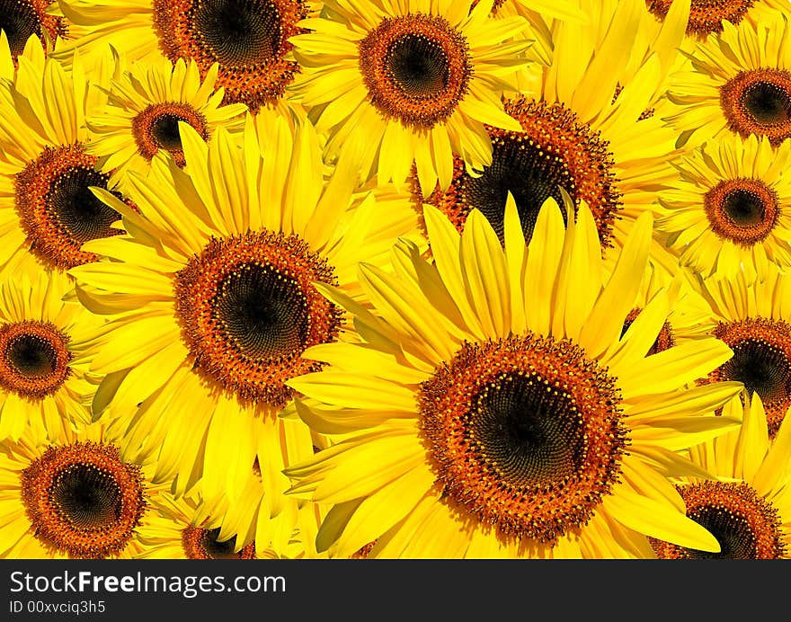 Sunflowers in full bloom in summer forming a background. Sunflowers in full bloom in summer forming a background.