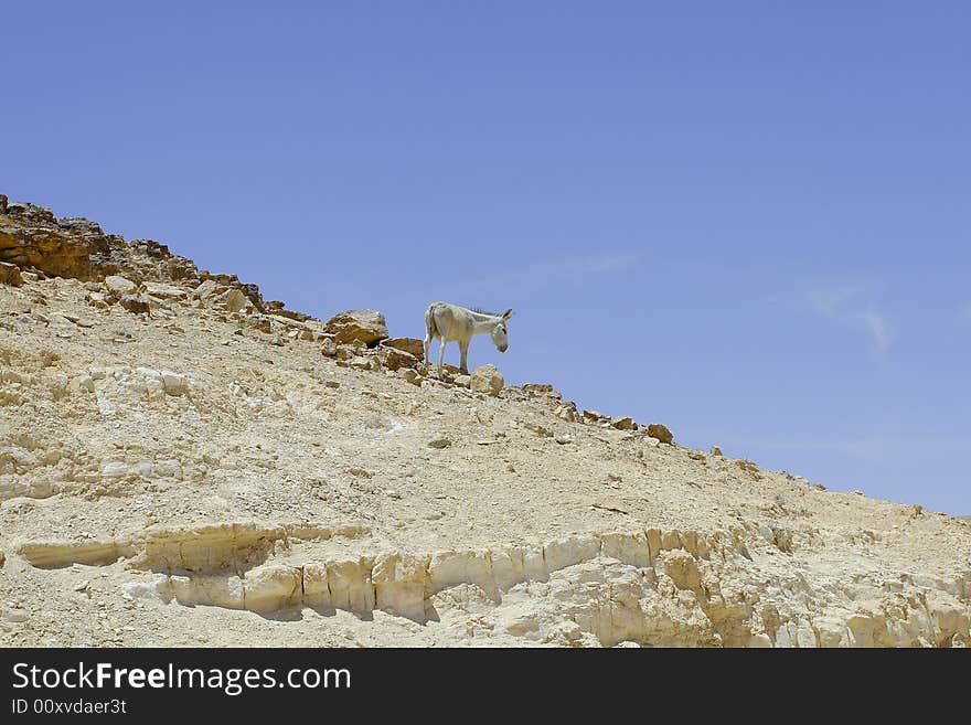 Donkey In Judean Desert