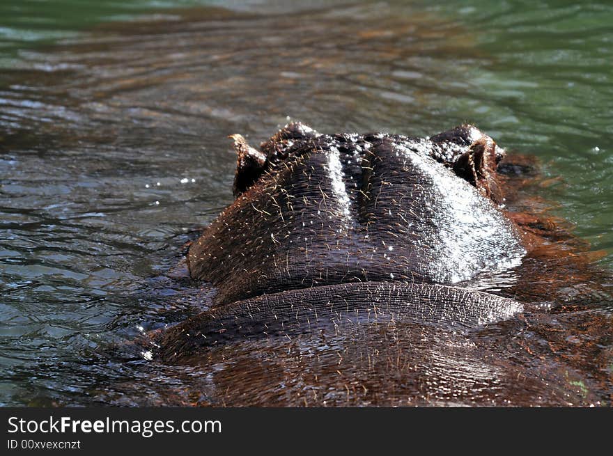 Big hippopotamus