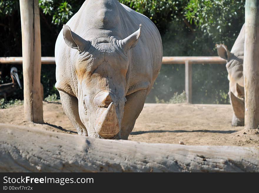 Photo of a rare white Rhinoceros taken in buenosaires zoo argentina