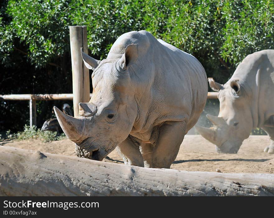 Rare White Rhinoceros