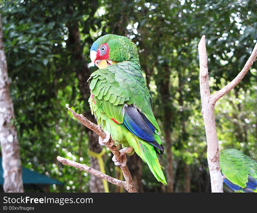 Brightly coloured parrot sitting in a tree