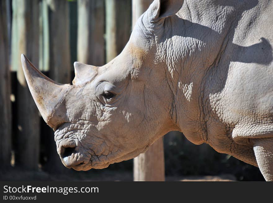 Photo of a rare white Rhinoceros taken in buenosaires zoo argentina