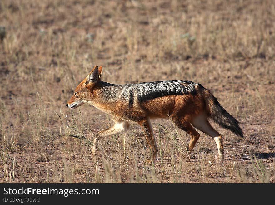 Jackal jog