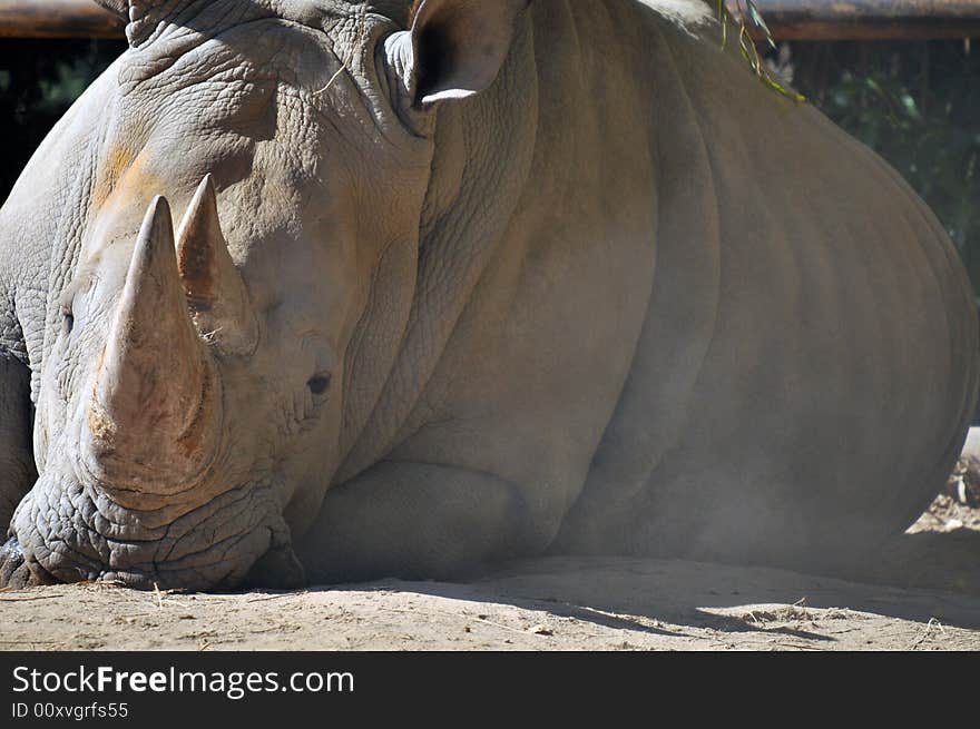 Photo of a rare white Rhinoceros taken in buenosaires zoo argentina