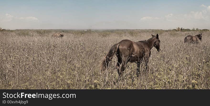 Wild horses panorama